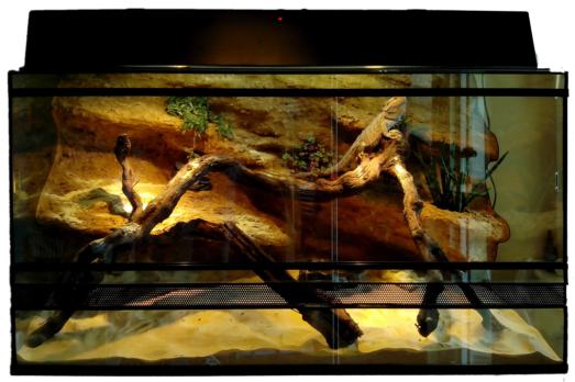 Szakállas agáma Terrárium