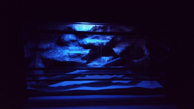 Gekkó terrárium éjszakai világítással