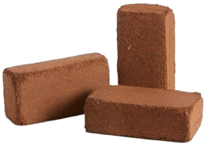 Kokusz rost terráriumba